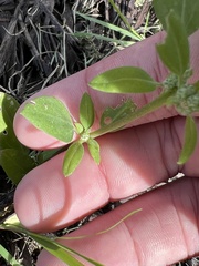 Chenopodium berlandieri