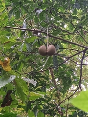 Tabernaemontana donnell-smithii