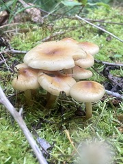 Pholiota spumosa