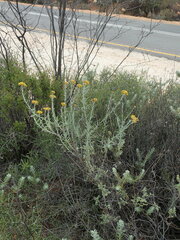 Helichrysum revolutum