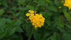 Lantana depressa