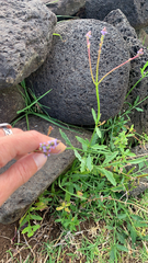 Verbena brasiliensis