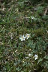Anemonoides nemorosa