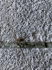 Oligolophinae