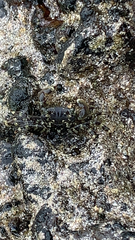 Pachygrapsus laevimanus