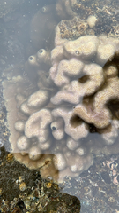 Porites lobata