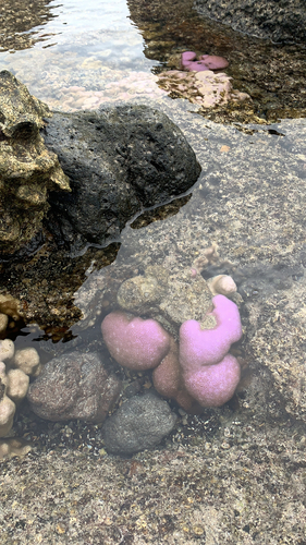 Photo of Lobe coral (Porites lobata)