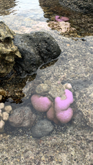 Porites lobata