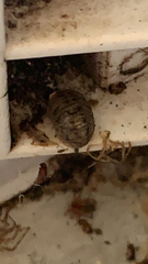 Holoverticata