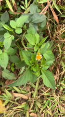 Bidens pilosa