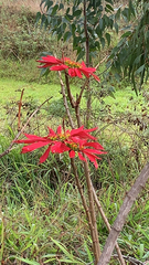 Euphorbia pulcherrima