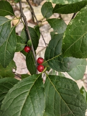 Ilex montana