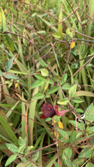 Macroptilium lathyroides