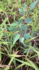 Homalanthus populifolius