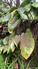 Epipremnum aureum