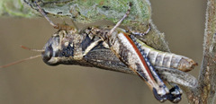 Melanoplus bispinosus