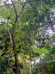 Tabernaemontana donnell-smithii