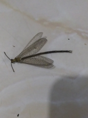 Brachynemurus versutus