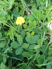 Arachis
