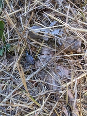 Scaphinotus angusticollis