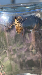 Apinae
