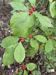 Ilex verticillata