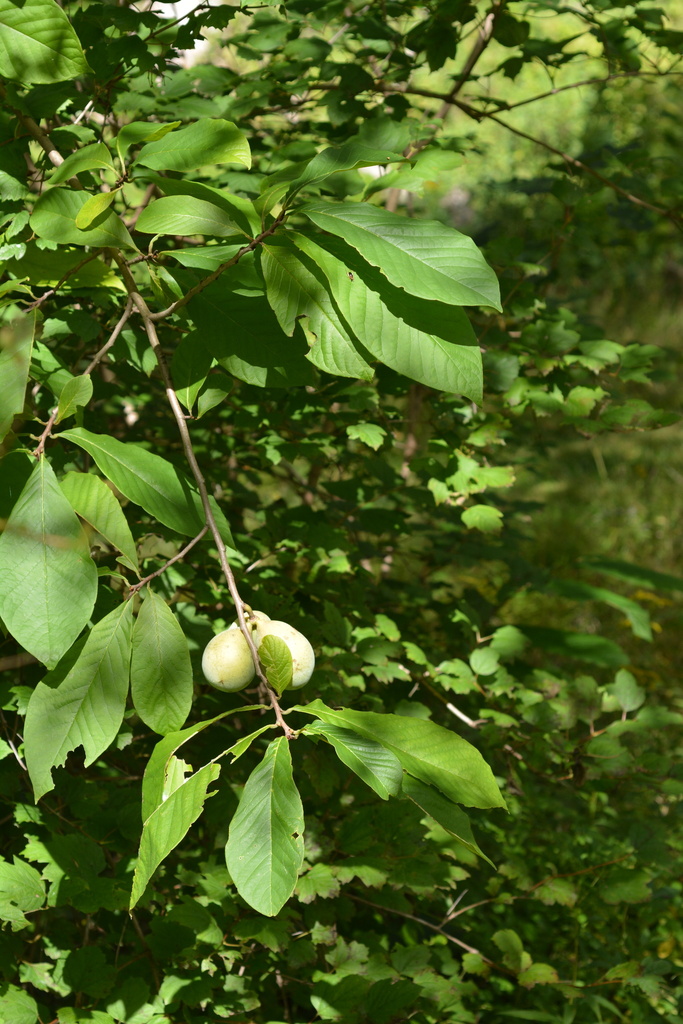 common pawpaw from Sharon, CT, US on September 28, 2022 at 09:38 AM by ...