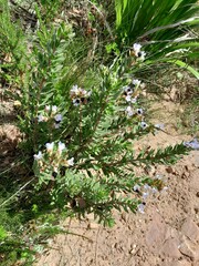 Lobostemon fruticosus