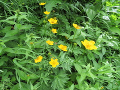 Trollius riederianus