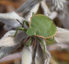 Chlorochroa
