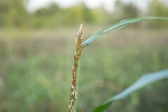 Sorghum halepense