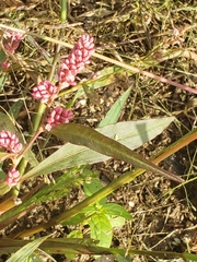 Persicaria maculosa