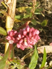 Persicaria maculosa