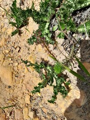 Microdon dubius