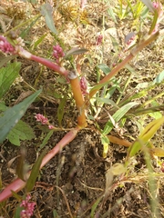 Persicaria maculosa