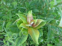 Rabdophaga rosaria