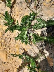 Lichtensteinia lacera