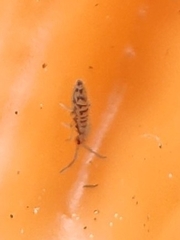Entomobrya