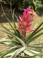 Tillandsia geminiflora