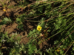 Sibbaldianthe bifurca