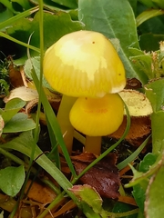 Hygrocybe ceracea