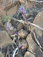 Merwilla plumbea