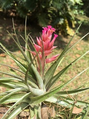 Tillandsia geminiflora