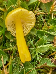 Hygrocybe ceracea
