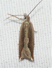 Ancylis diminuatana