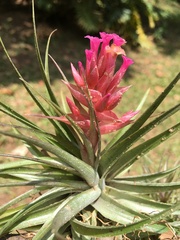 Tillandsia geminiflora