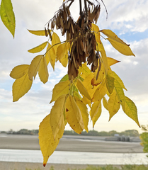 Fraxinus pennsylvanica