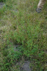Astragalus sulcatus