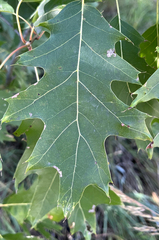 Quercus velutina