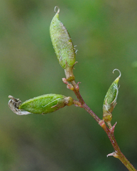 Astragalus sulcatus